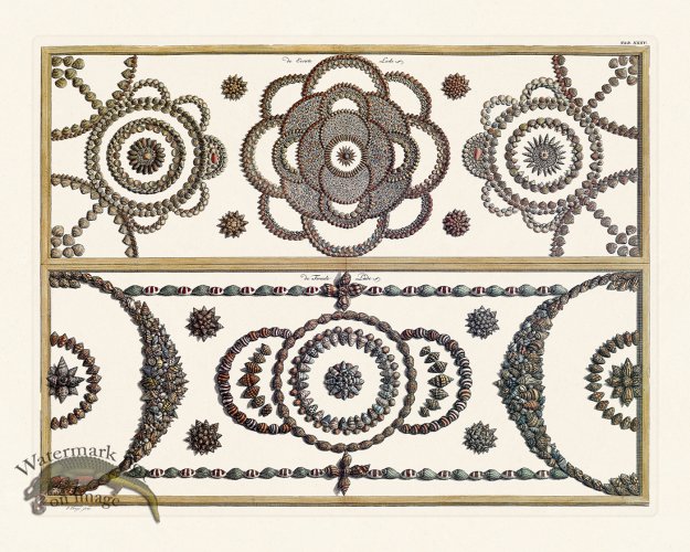 (image for) Seba B2 035 Shells