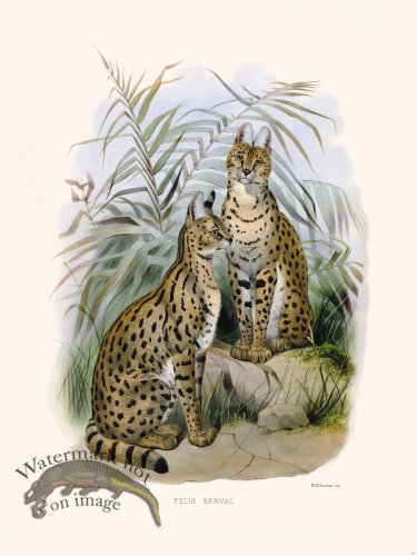 (image for) Elliot Cat 26 Cat Save