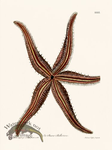 (image for) Knorr Sealife 31