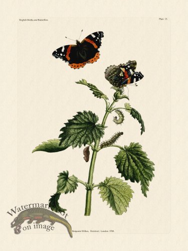 (image for) Wilkes Butterflies 013