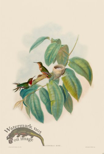 (image for) Gould Hummingbird 149