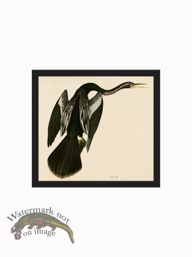 (image for) Rudbeck CFA_BF 48 Snake Bird