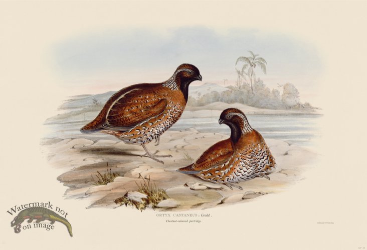 (image for) 03 Chestnut-colored partridge