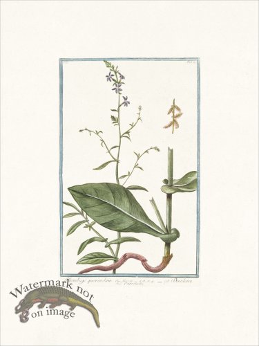 (image for) Bonelli 139 Leadwor