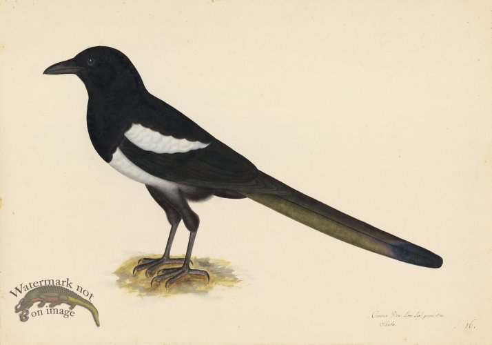 MAGPIE . PL 16