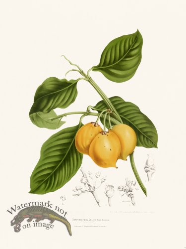 (image for) Horticulture of Java 14