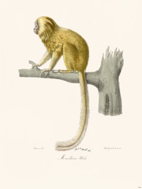 Cuvier 402 Male Maukina