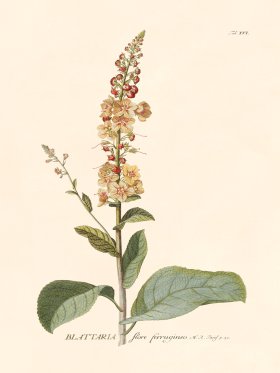 (image for) Trew Botanical 16