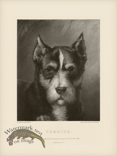 (image for) SA Dogs 10 Terrier