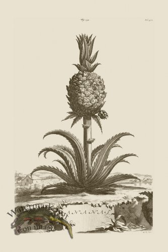 (image for) Abraham Munting 134