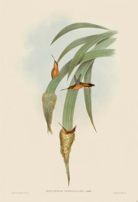 Gould Hummingbird 036