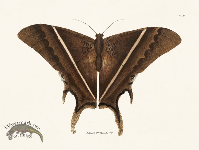 (image for) Nodder BF 36