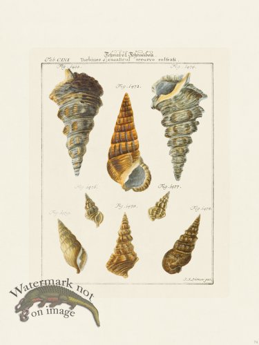 (image for) Martini Shells 074