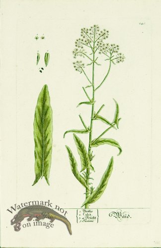 (image for) Blackwell German 126