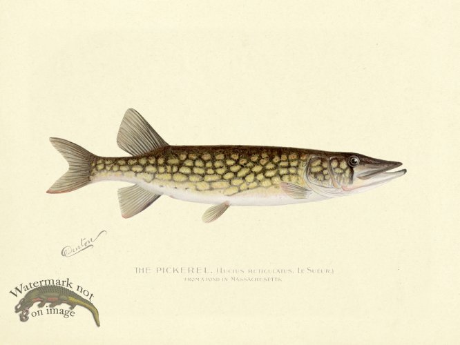 (image for) Pickerel - from Massachusetts