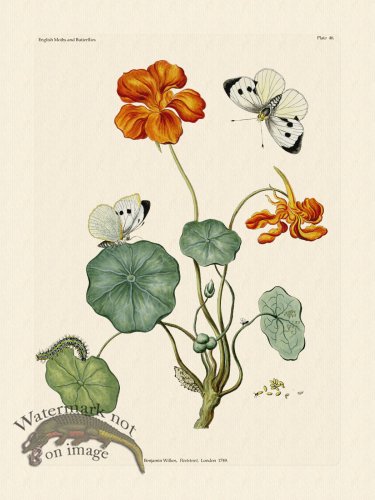 (image for) Wilkes Butterflies 046