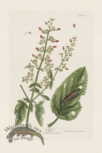 (image for) BEE 086 Water Betony or Figwort