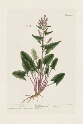 BEE 230 Sorrel