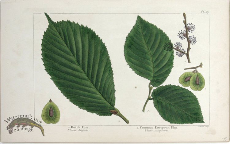 28 Dutch Elm Euro Elm