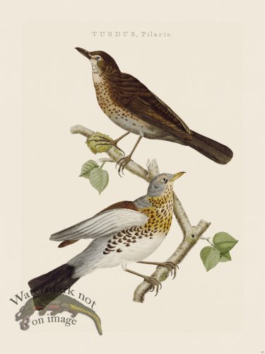 (image for) Nozeman Bird 157