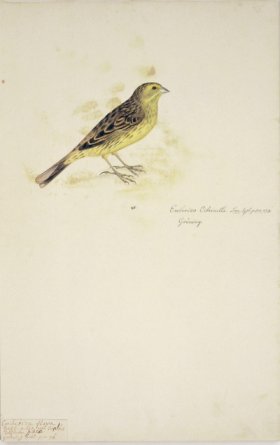 76 Swedish Birds . Emberiza Citrinella, Yellow Bunting