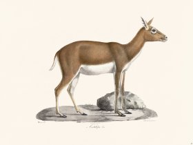 Cuvier 039 Antelope female