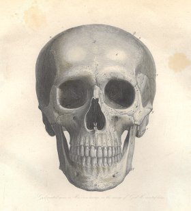 1870s Skull
