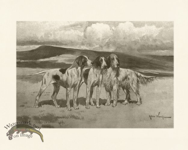 (image for) Modern Dogs 09