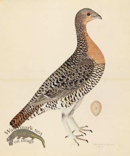 (image for) CAPERCAILLIE HEN . PL 28