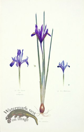 (image for) Dykes Iris 23