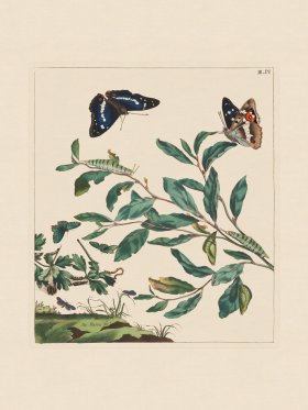 Moses Harris Insects 03