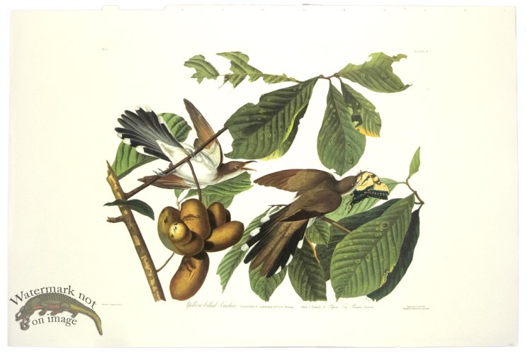 Yellow Billed Cuckoo