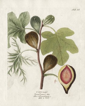 (image for) Common Fig