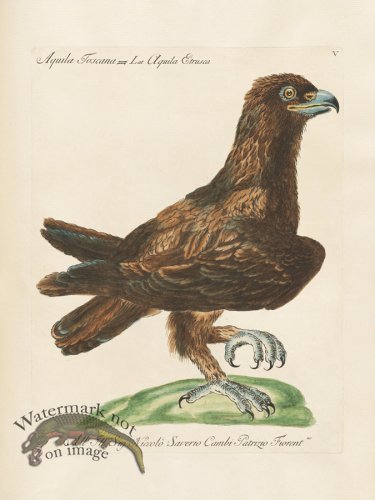 (image for) Manetti 005