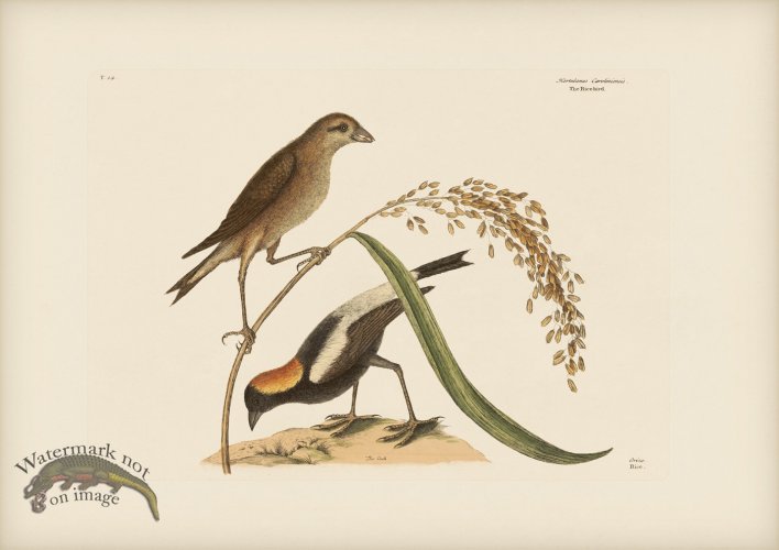 (image for) 014 Rice Bird