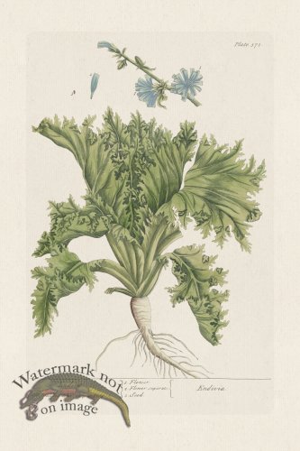 (image for) BEE 378 Endive