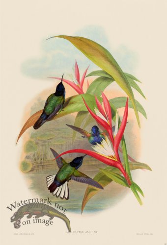 (image for) Gould Hummingbird 110