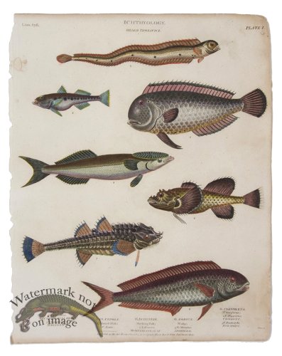 (image for) Bull Head Ribband Goby Coryphene