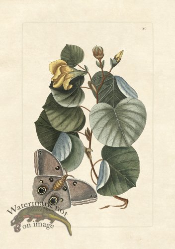 (image for) Olden Butterfly 80