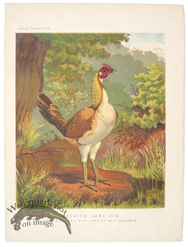 (image for) Wheaten Game Hen
