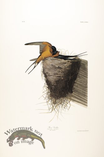 (image for) Barn Swallow