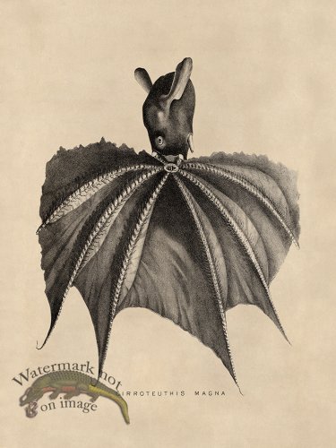 (image for) Octopus Tan 17