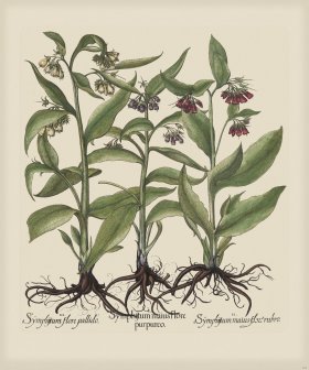 Besler 244 Colored B2