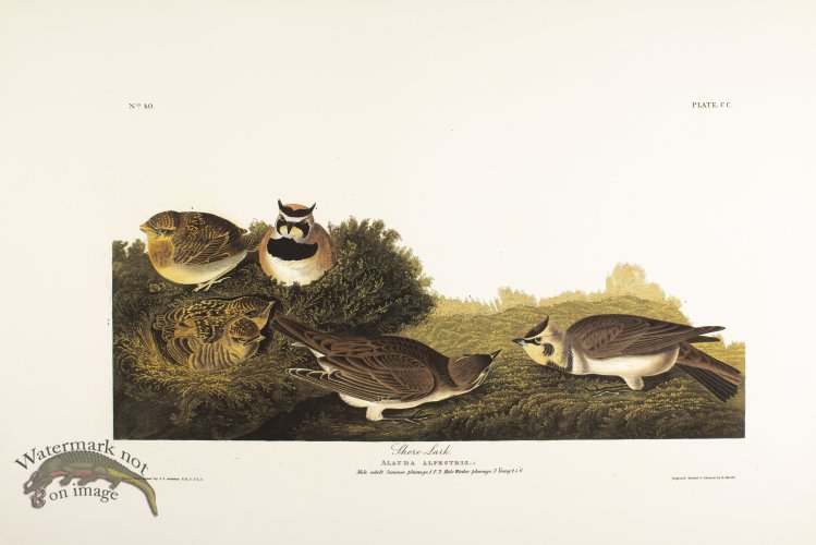 (image for) Shore Lark