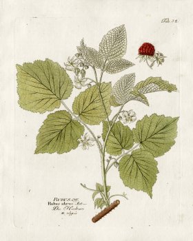 Red Raspberry