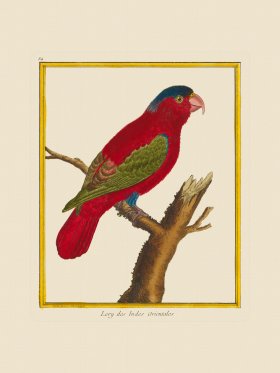 (image for) Martinet Bird 084