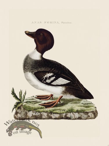 (image for) Nozeman Bird 048