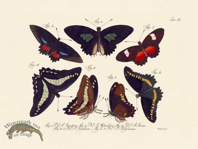 (image for) Jablonsky Butterfly 010