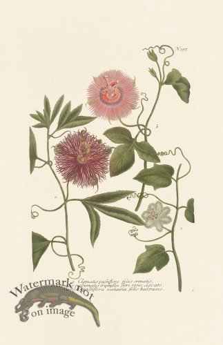 (image for) Weinmann PL 397