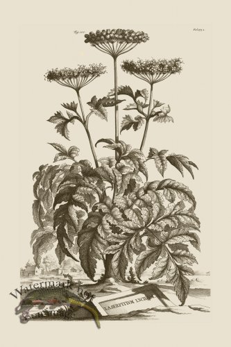 (image for) Abraham Munting 100